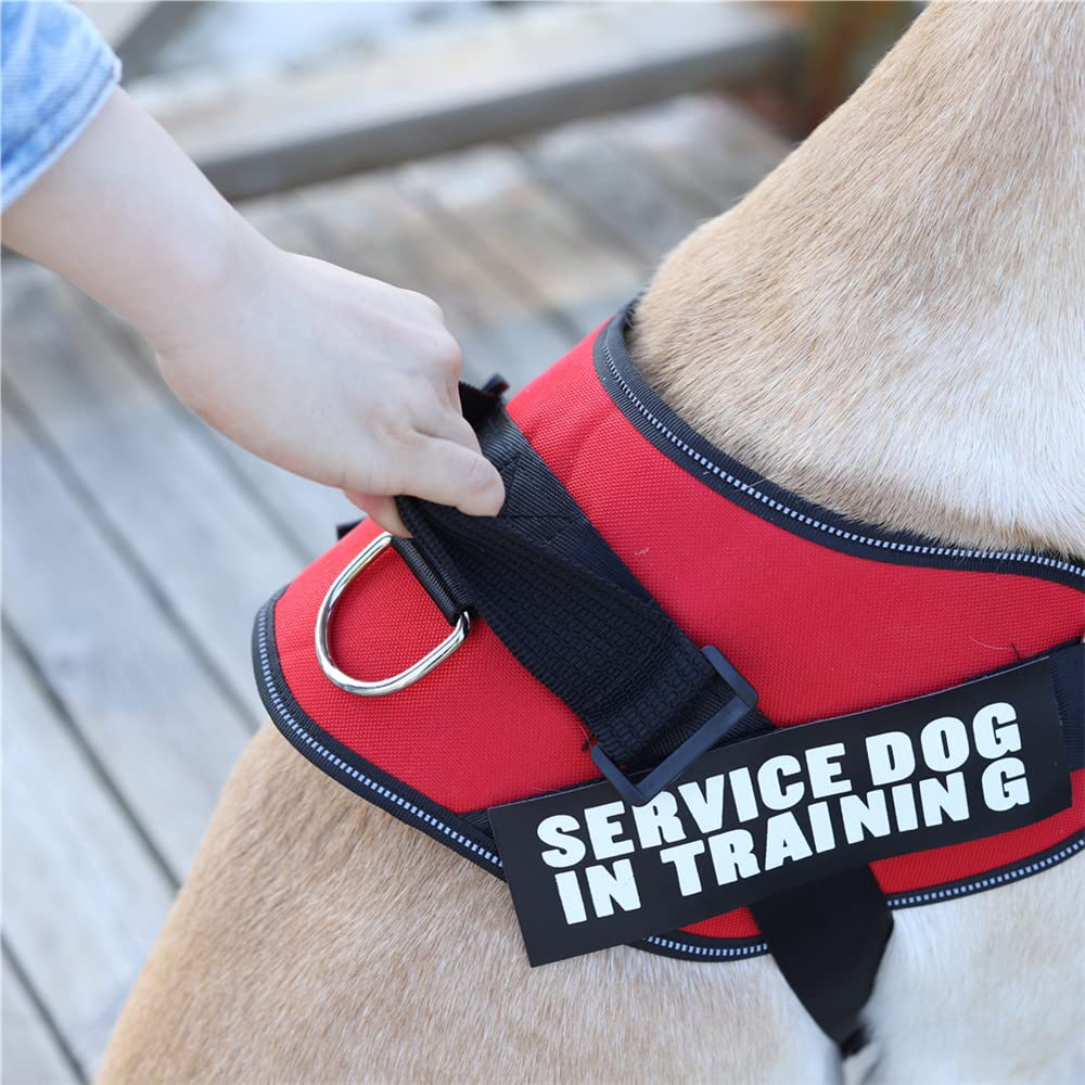 RN Design 首輪11インチ RN Design 首輪11インチ 首輪 - sweetsdog